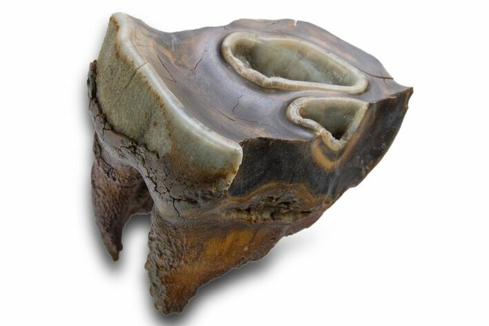 Fossil Woolly Rhino (Coelodonta) Tooth - Siberia #316634